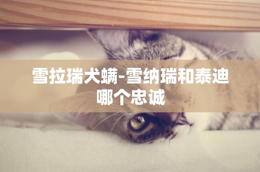 雪拉瑞犬螨-雪納瑞和泰迪哪個忠誠