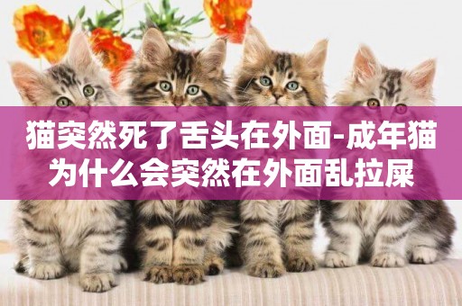 貓突然死了舌頭在外面-成年貓為什么會突然在外面亂拉屎