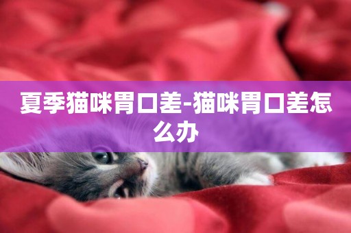 夏季貓咪胃口差-貓咪胃口差怎么辦