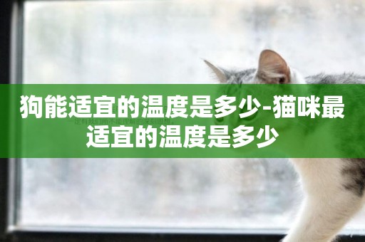狗能適宜的溫度是多少-貓咪最適宜的溫度是多少