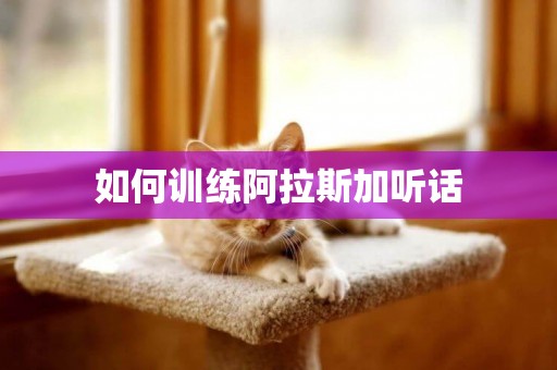 如何訓練阿拉斯加聽話