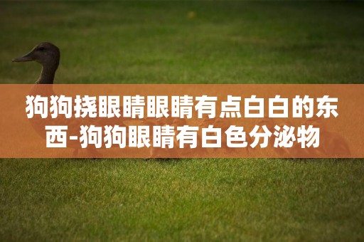 狗狗撓眼睛眼睛有點白白的東西-狗狗眼睛有白色分泌物