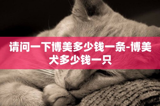 請問一下博美多少錢一條-博美犬多少錢一只