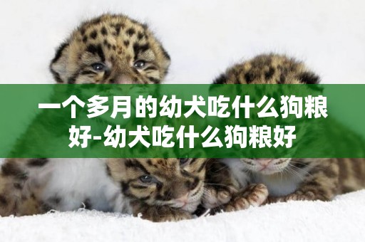 一個多月的幼犬吃什么狗糧好-幼犬吃什么狗糧好
