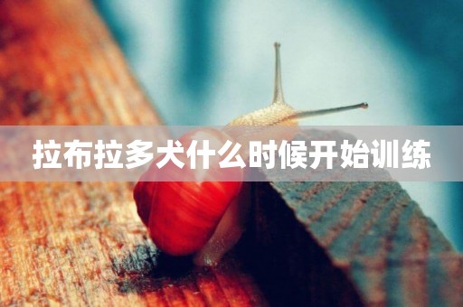 拉布拉多犬什么時候開始訓練