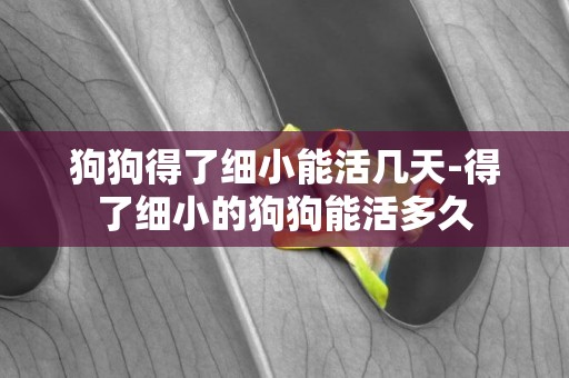 狗狗得了細小能活幾天-得了細小的狗狗能活多久