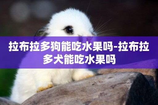 拉布拉多狗能吃水果嗎-拉布拉多犬能吃水果嗎