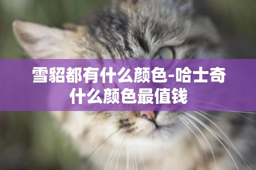 雪貂都有什么顏色-哈士奇什么顏色最值錢
