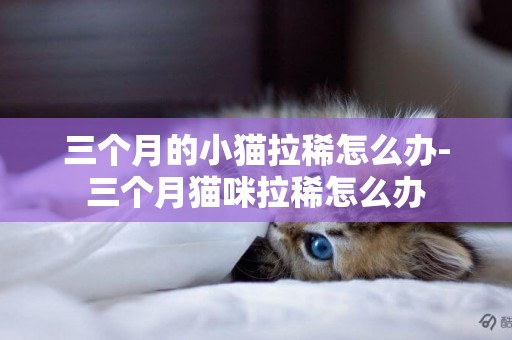 三個月的小貓拉稀怎么辦-三個月貓咪拉稀怎么辦