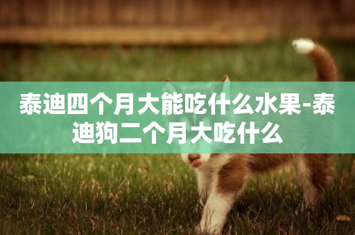 泰迪四個月大能吃什么水果-泰迪狗二個月大吃什么