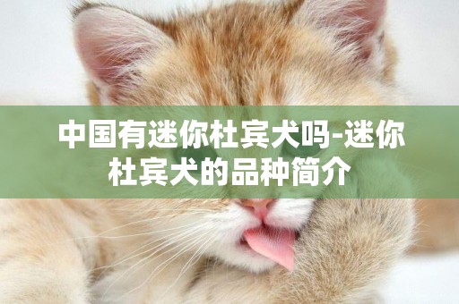 中國有迷你杜賓犬嗎-迷你杜賓犬的品種簡介