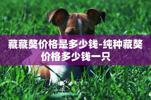 藏藏獒價格是多少錢-純種藏獒價格多少錢一只