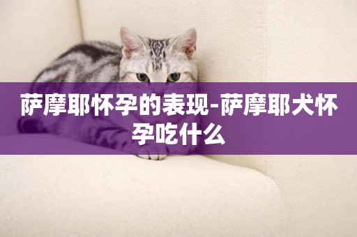 薩摩耶懷孕的表現-薩摩耶犬懷孕吃什么