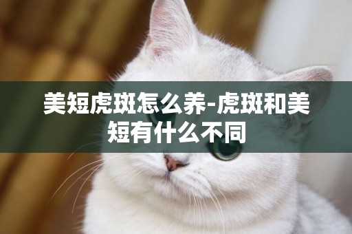 美短虎斑怎么養-虎斑和美短有什么不同