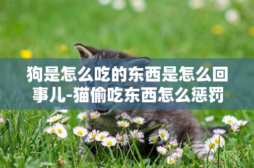 狗是怎么吃的東西是怎么回事兒-貓偷吃東西怎么懲罰