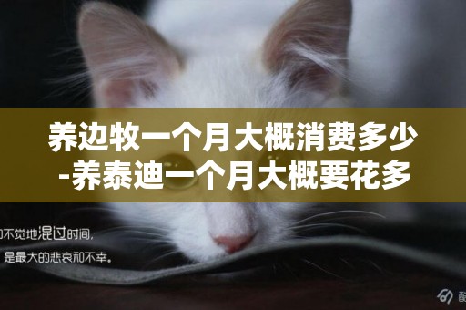 養邊牧一個月大概消費多少-養泰迪一個月大概要花多少錢