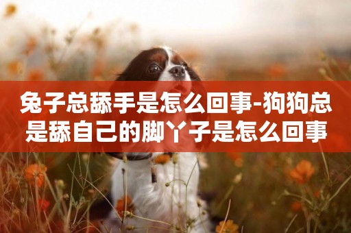 兔子總舔手是怎么回事-狗狗總是舔自己的腳丫子是怎么回事