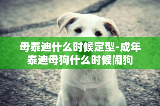 母泰迪什么時候定型-成年泰迪母狗什么時候鬧狗
