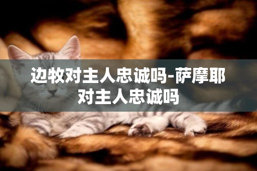 邊牧對主人忠誠嗎-薩摩耶對主人忠誠嗎