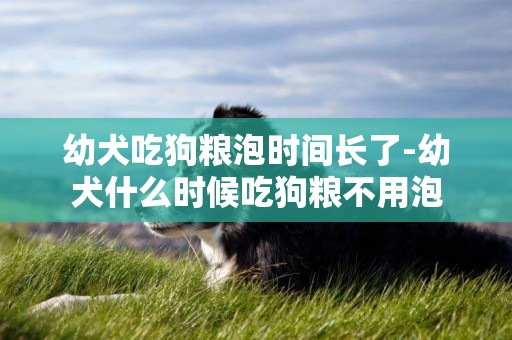 幼犬吃狗糧泡時間長了-幼犬什么時候吃狗糧不用泡