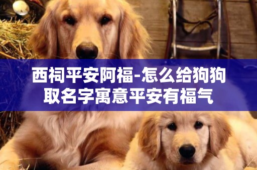 西祠平安阿福-怎么給狗狗取名字寓意平安有福氣