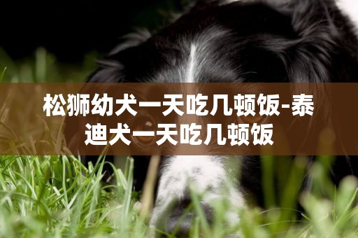 松獅幼犬一天吃幾頓飯-泰迪犬一天吃幾頓飯