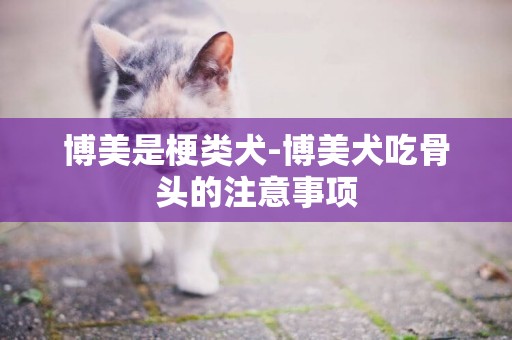 博美是梗類犬-博美犬吃骨頭的注意事項