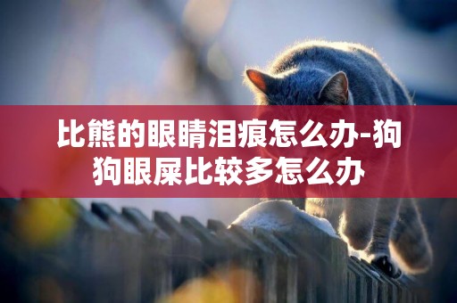 比熊的眼睛淚痕怎么辦-狗狗眼屎比較多怎么辦