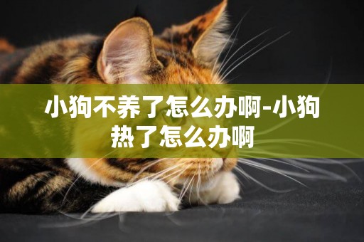 小狗不養了怎么辦啊-小狗熱了怎么辦啊