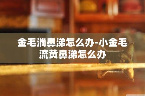 金毛淌鼻涕怎么辦-小金毛流黃鼻涕怎么辦