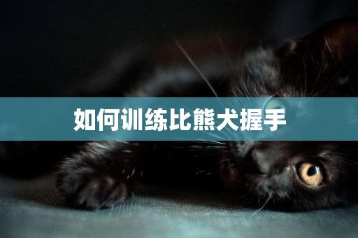 如何訓練比熊犬握手