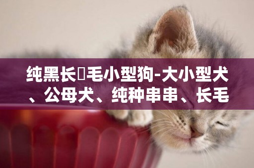 純黑長巻毛小型狗-大小型犬、公母犬、純種串串、長毛短毛