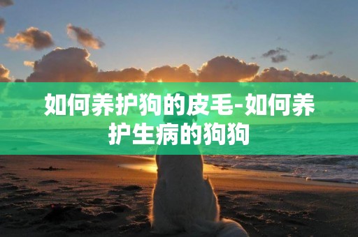 如何養護狗的皮毛-如何養護生病的狗狗