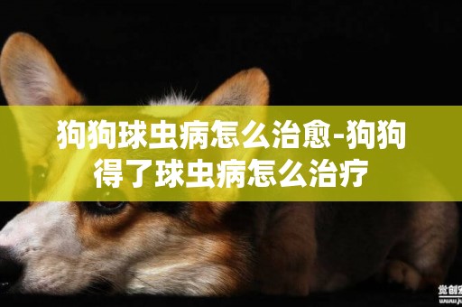 狗狗球蟲病怎么治愈-狗狗得了球蟲病怎么治療
