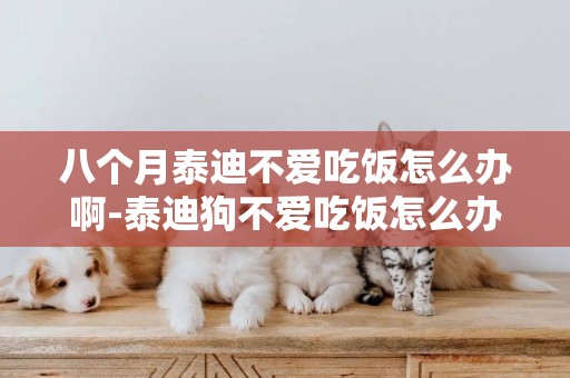 八個月泰迪不愛吃飯怎么辦啊-泰迪狗不愛吃飯怎么辦