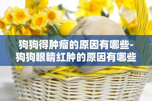 狗狗得腫瘤的原因有哪些-狗狗眼睛紅腫的原因有哪些