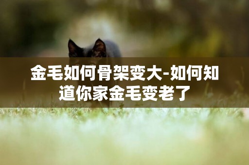 金毛如何骨架變大-如何知道你家金毛變老了