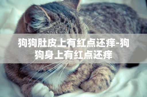 狗狗肚皮上有紅點還癢-狗狗身上有紅點還癢