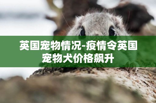 英國寵物情況-疫情令英國寵物犬價格飆升