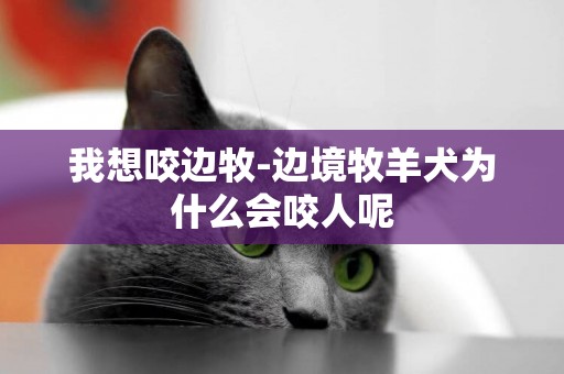 我想咬邊牧-邊境牧羊犬為什么會咬人呢