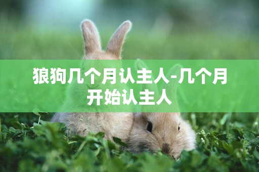 狼狗幾個月認主人-幾個月開始認主人