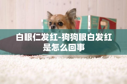 白眼仁發紅-狗狗眼白發紅是怎么回事