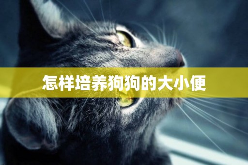 怎樣培養狗狗的大小便