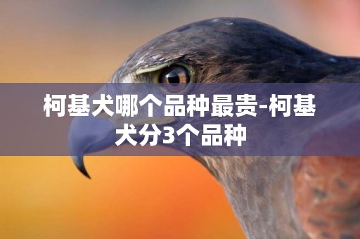 柯基犬哪個品種最貴-柯基犬分3個品種