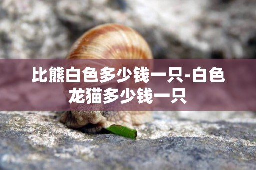 比熊白色多少錢一只-白色龍貓多少錢一只