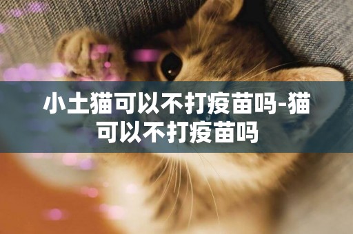 小土貓可以不打疫苗嗎-貓可以不打疫苗嗎