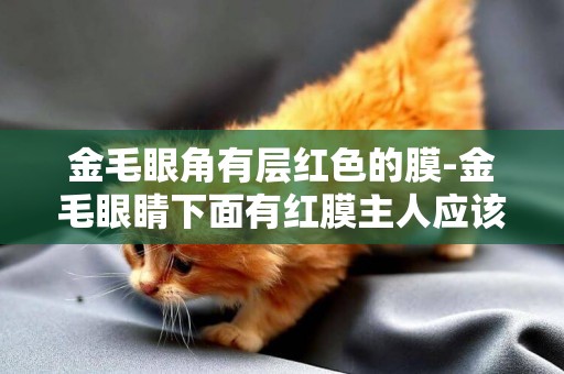金毛眼角有層紅色的膜-金毛眼睛下面有紅膜主人應該怎么辦