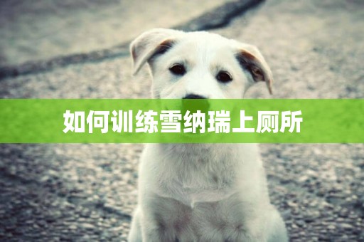 如何訓練雪納瑞上廁所