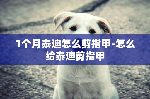 1個月泰迪怎么剪指甲-怎么給泰迪剪指甲