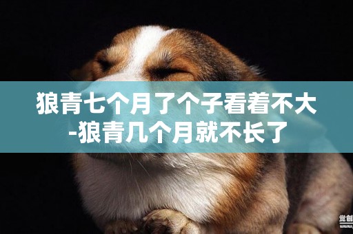 狼青七個月了個子看著不大-狼青幾個月就不長了